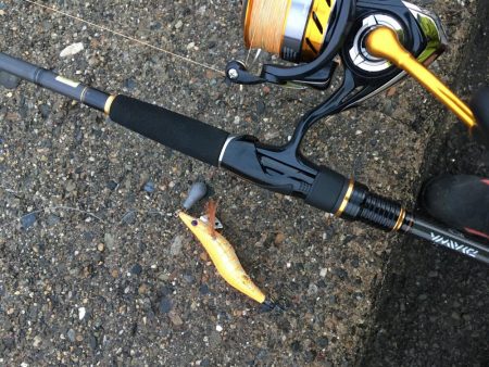 コウイカエギング